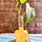 Easy plant propagation setup with pothos cutting in glass tube for beginners