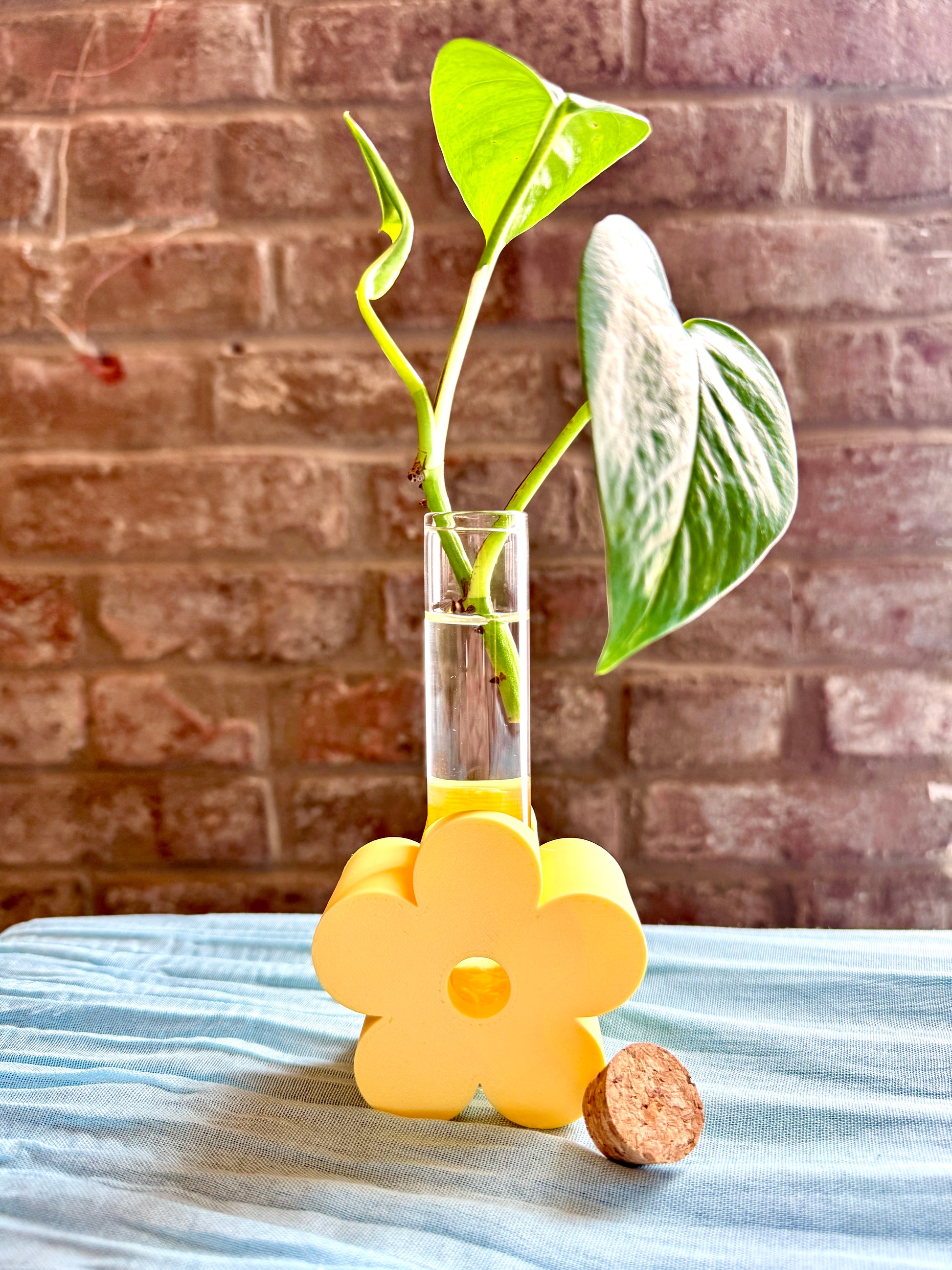 Easy plant propagation setup with pothos cutting in glass tube for beginners